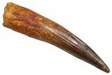 Fossil Spinosaurus Tooth - Real Fossil Tooth #370745-1